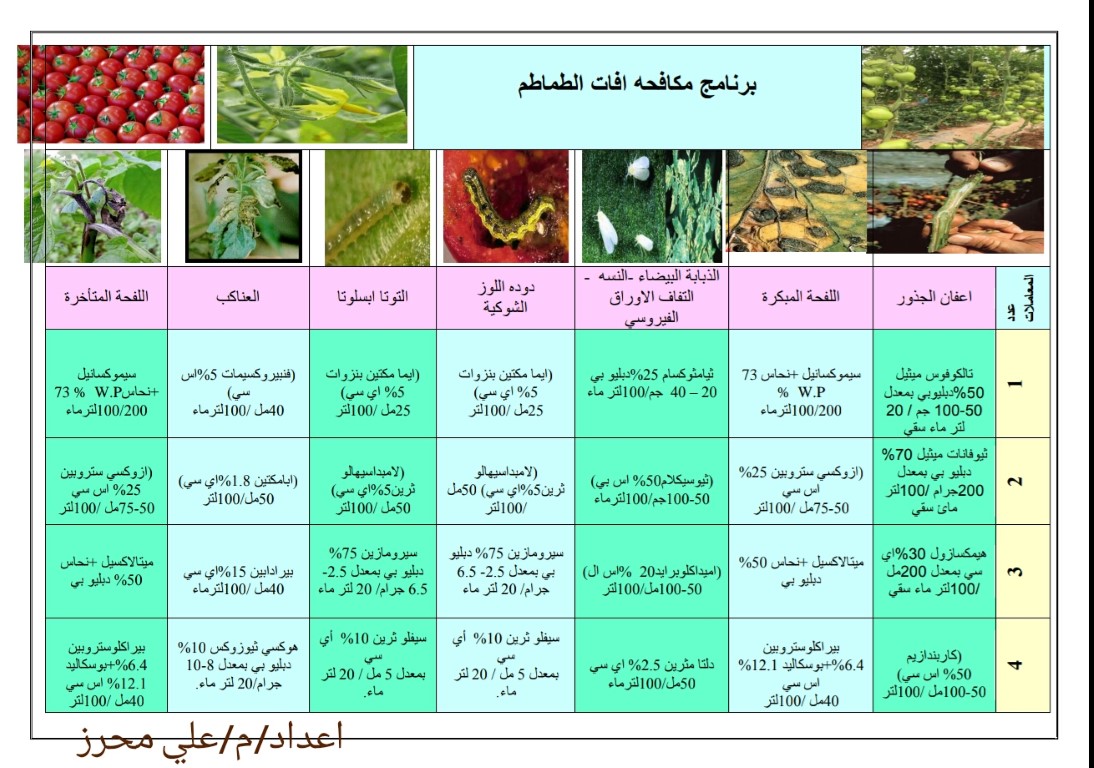مكافحة افات الطماطم
